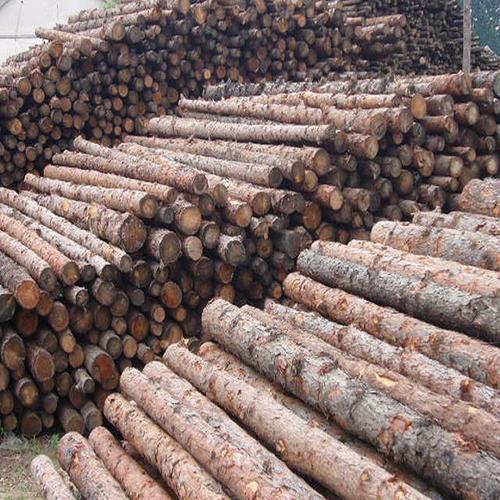 中国工厂网 园林工厂网 藤苇 泰安久盛建材供应优质杉木杆厂家直销
